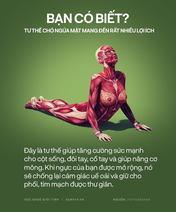 Bạn có biết: 10 tư thế yoga đơn giản sau đây đều có tác dụng rất tốt cho sức khoẻ và tinh thần - Ảnh 3.