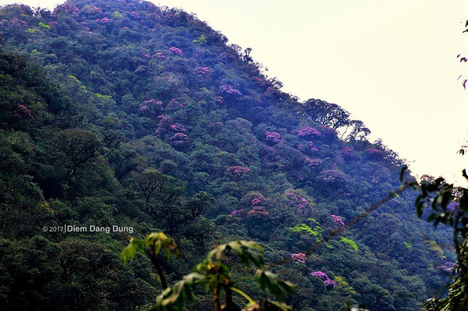 Vuot suoi, bang rung chinh phuc Putaleng mua nui no hoa hinh anh 1 