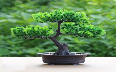 Các yêu cầu kỹ thuật trong khâu bón phân cho cây Bonsai