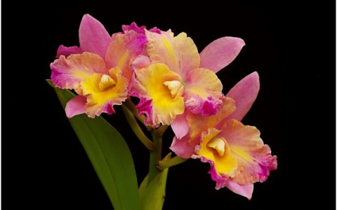 Nguồn gốc hoa lan Cattleya