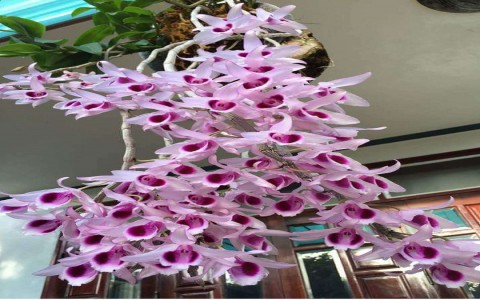 Các loại lan rừng