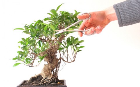 CẮT TỈA BONSAI