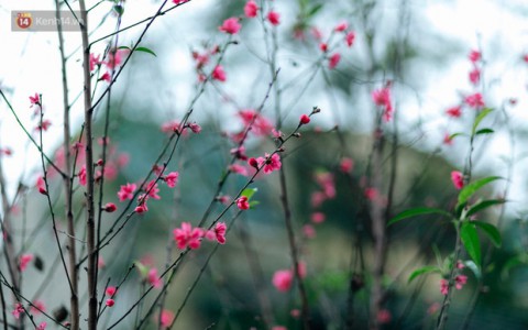 Ăn bao cái Tết nhưng bạn có biết vì sao miền Bắc chưng hoa đào còn miền Nam lại chuộng hoa mai không?