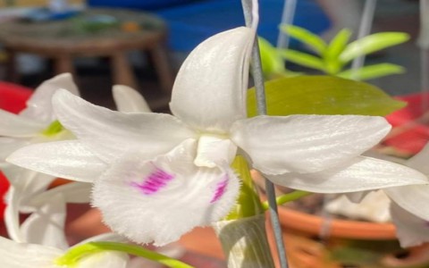 Đấu giá mắt thức lan đột biến Đôi mắt pleiku xanh: Kỳ vọng hàng chục tỷ đồng góp cho quỹ phòng chống COVID19