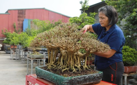 Cây sanh An Phúc: Một siêu phẩm dáng làng của nghệ nhân Nguyễn Thị Hiện