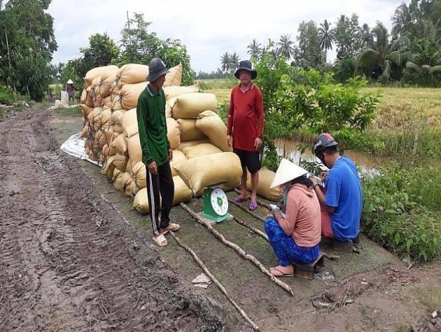 Giá lúa gạo hôm nay ngày 21/10: Giá gạo xuất khẩu tăng trở lại