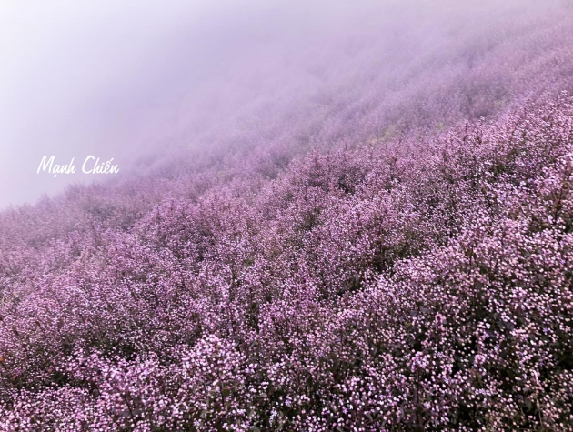 Choáng ngợp trước thảm hoa tím ngợp trời ở Tà Chì Nhù