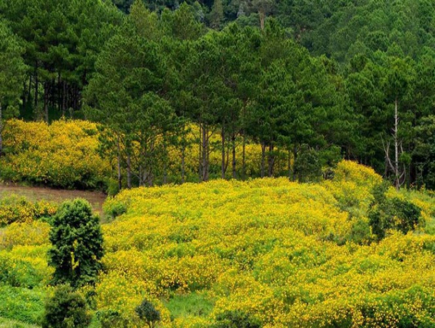 Người trẻ phát ‘sốt’ với du lịch tại chỗ: Săn mây, ngắm lá phong
