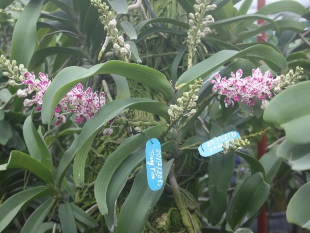 SỰ KỲ DIỆU CỦA HOA LAN