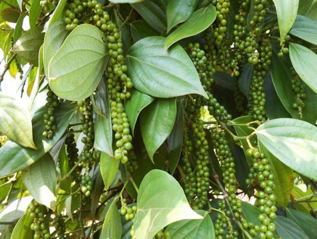 Giá tiêu hôm nay 12/12: Giữ ổn định mức 55.500-57.500 đồng/kg